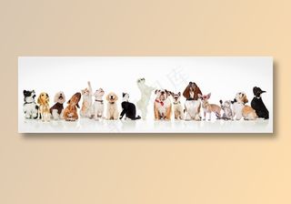 各种款式的宠物狗狗图片