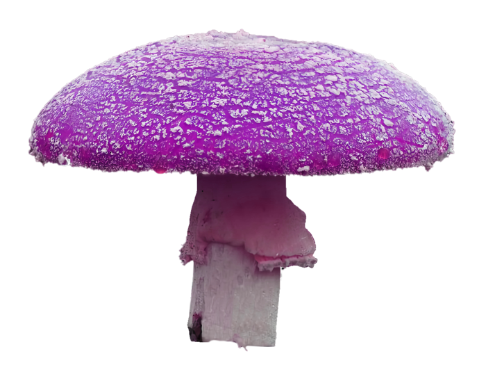 紫蘑菇免抠图