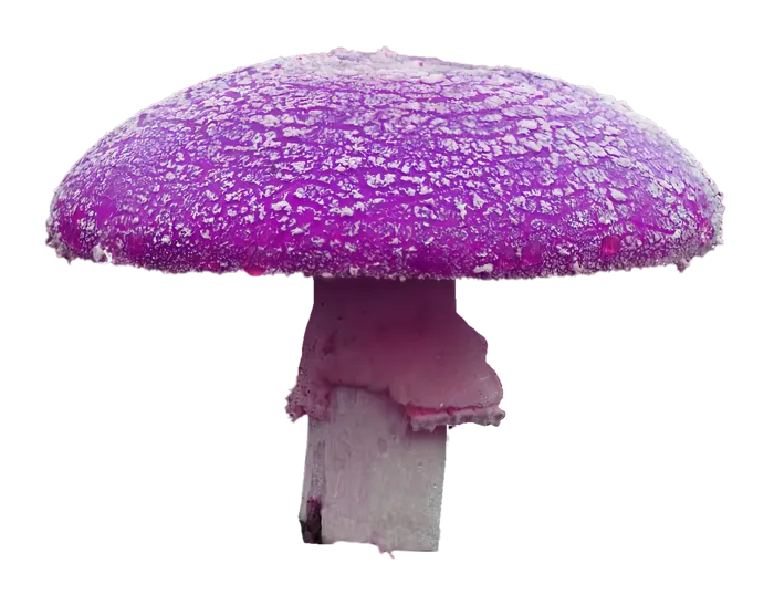 紫蘑菇免抠图