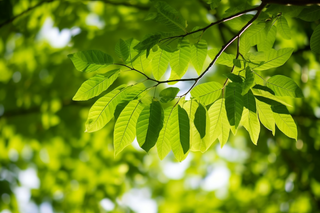 阳光下的绿叶树枝小清新摄影图