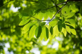 阳光下的绿叶树枝小清新摄影图