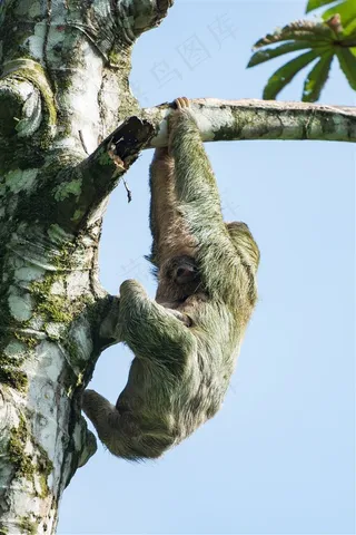 超可爱的树懒