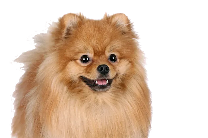 博美小狗卡通