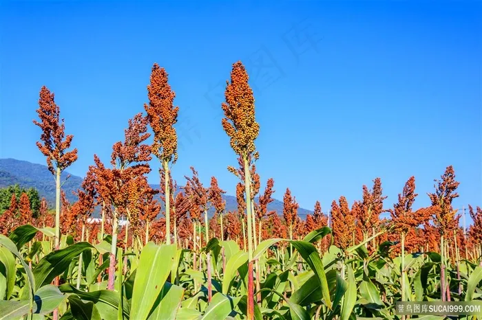 红红的高粱图片