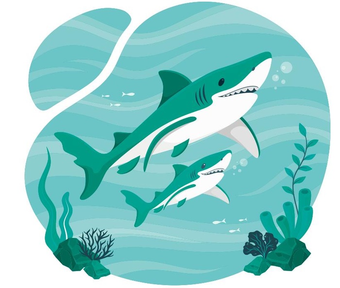 矢量鲨鱼图