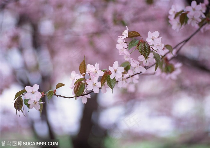 花海世界-树枝上的樱花
