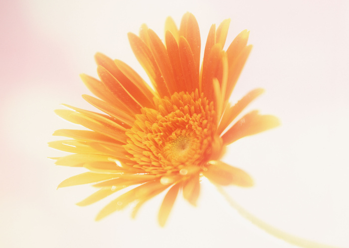 花朵黄一朵