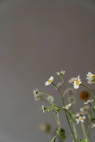 白色纯洁雏菊摄影素材