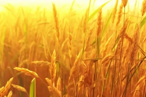 秋季小麦麦穗丰收背景