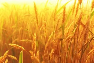 秋季小麦麦穗丰收背景