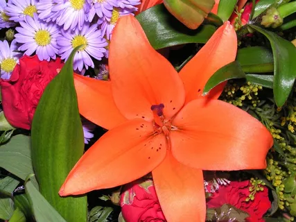 百合花特写高清图片 百合花特写高清图片