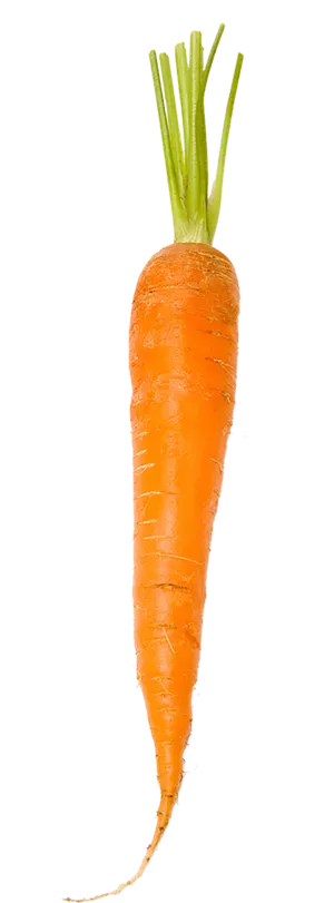 细萝卜一整个兔年