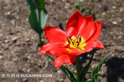 瑰丽娇嫩的红色郁金香
