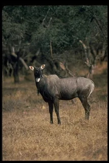 爬行动物 334 爬行动物 334