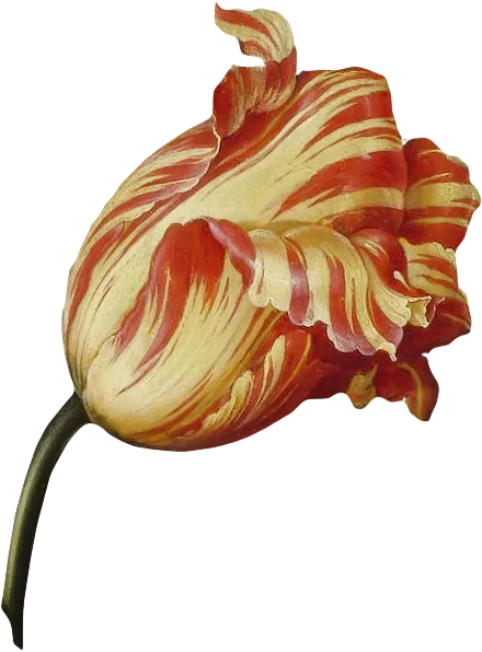 复古油画质感宫廷花卉植物花朵鲜花拼贴图案PNG免抠图片设计素材