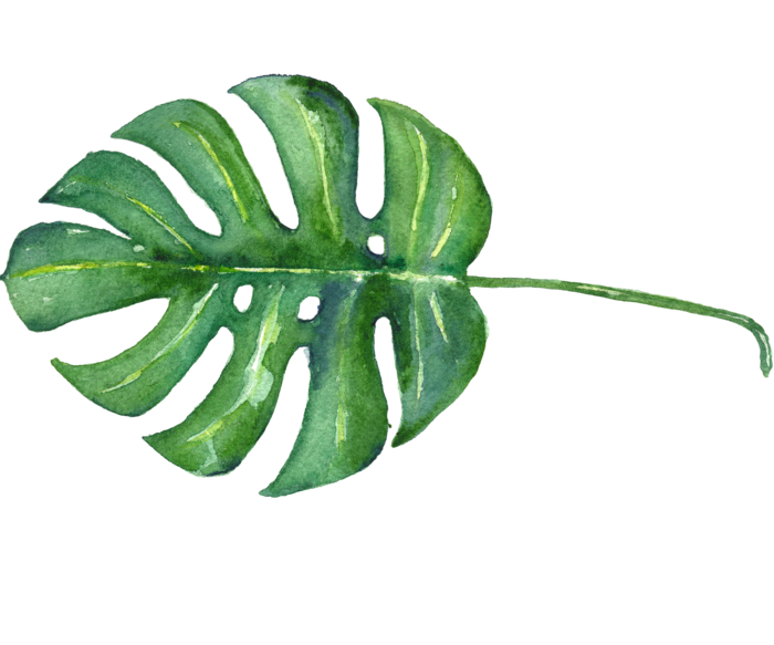 植物免扣植物水彩插画设计素材