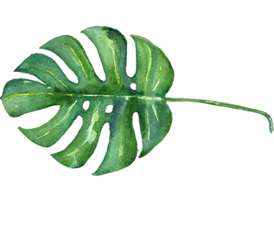 植物免扣植物水彩插画设计素材