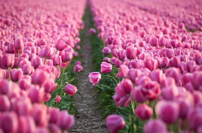 粉色郁金香花海鲜花图片