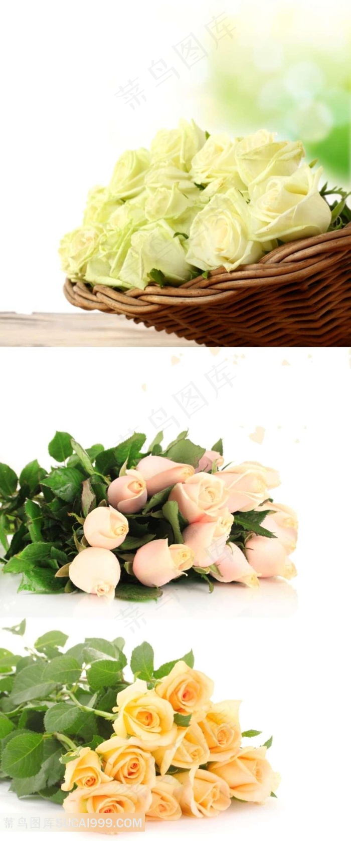 粉玫瑰黄玫瑰鲜花素材