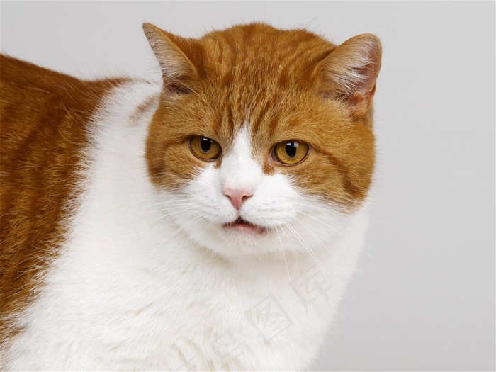 胖嘟嘟的小猫咪素材