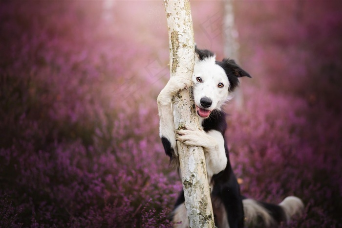 花园里抱着树的牧羊犬狗狗图片