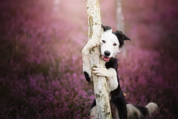 花园里抱着树的牧羊犬狗狗图片