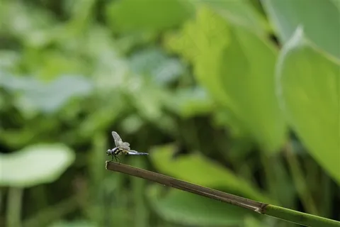 湖中的一只蜻蜓