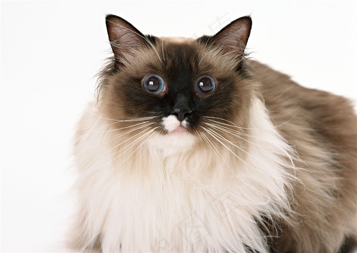 胖墩猫咪图片