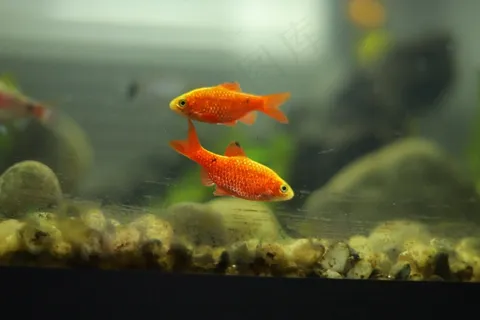 观赏红色小金鱼图片 观赏红色小金鱼图片