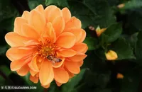 高清唯美蜜蜂大丽花鲜花图片