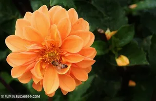 高清唯美蜜蜂大丽花鲜花图片