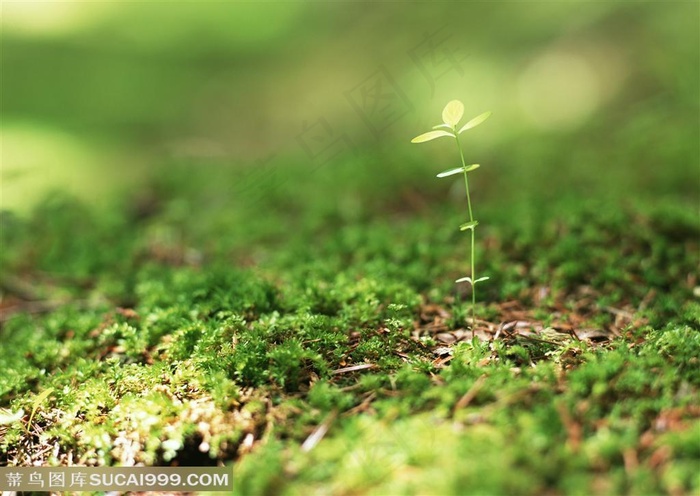 树林的苔藓上生长的小树苗
