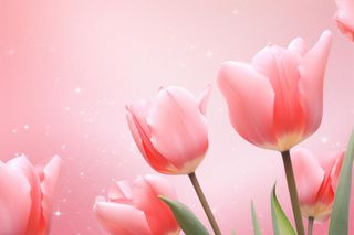 粉色清新郁金香鲜花背景