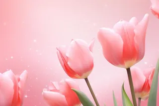 粉色清新郁金香鲜花背景