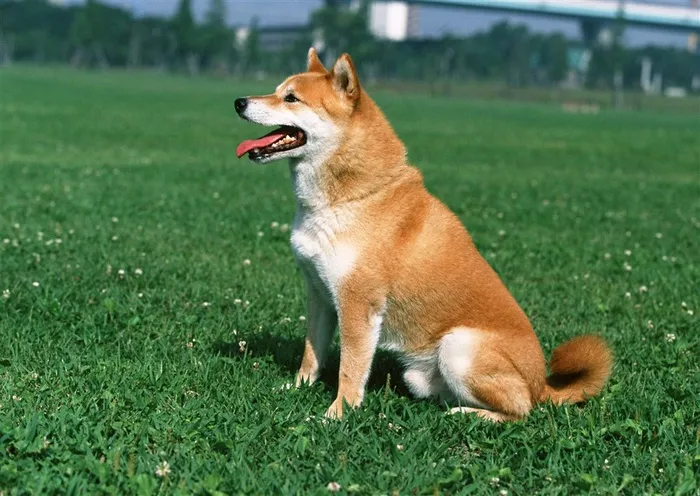 狗萌宠jpg素材