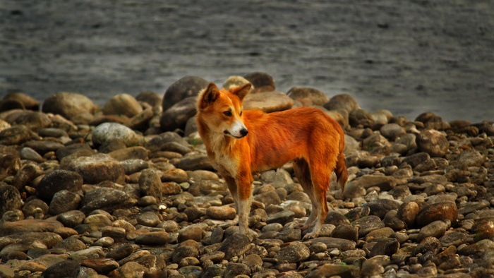 小型中华田园犬图片