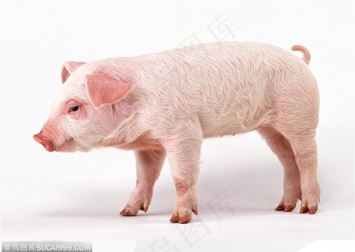 动物表情-可爱小猪侧面