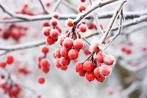 白霜覆盖在红色果实上霜降摄影图