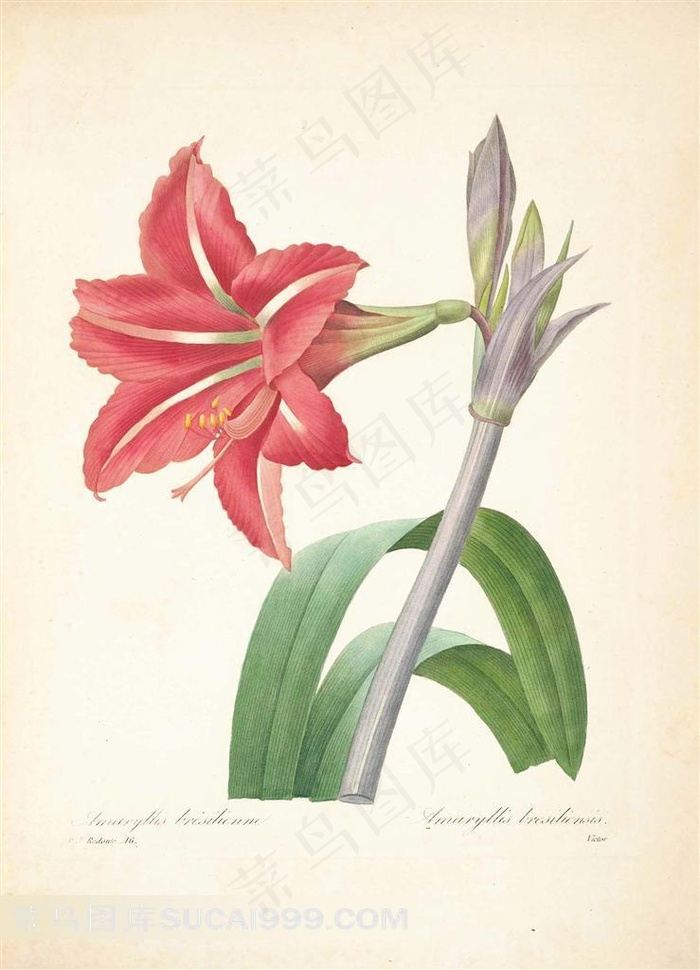 百合花花卉图片素材植物图谱