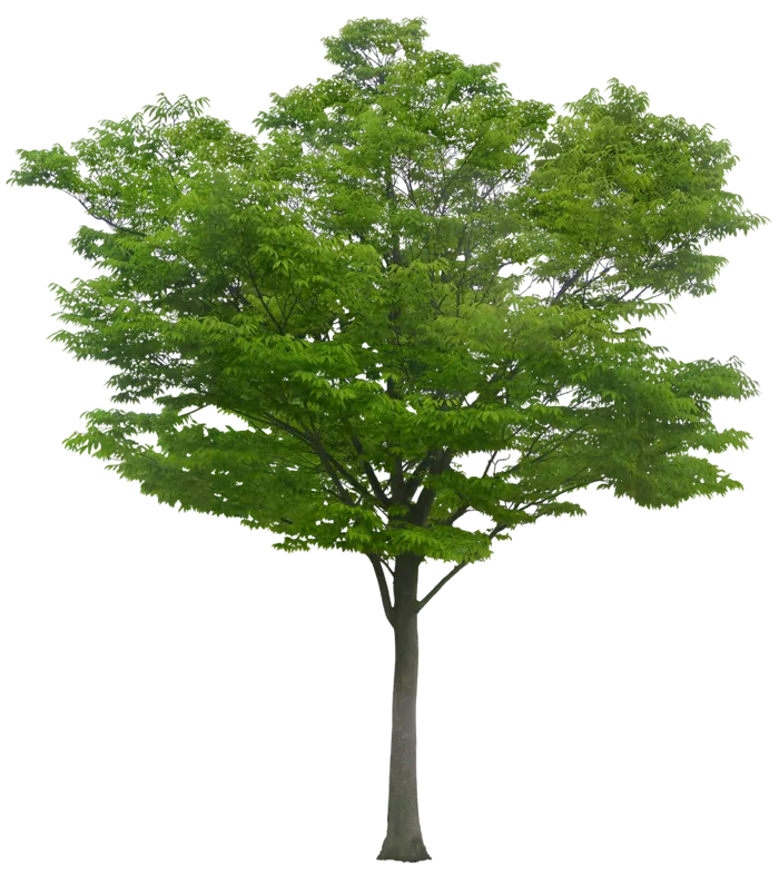植物类免抠图素材