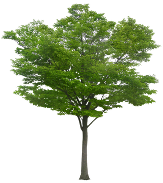 植物类免抠图素材