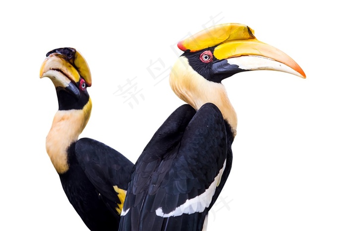 两只黑色大嘴鸟高清图片