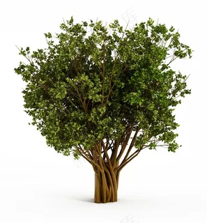 枝叶茂密的树丛高清图片