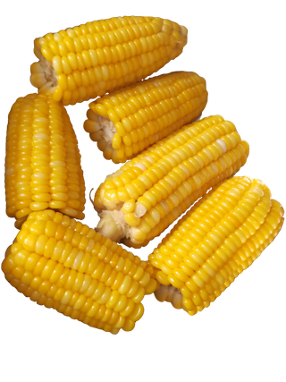 金黄色水煮玉米免抠实拍摄影元素