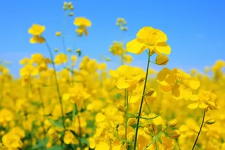 蓝天背景下的黄色小花摄影图