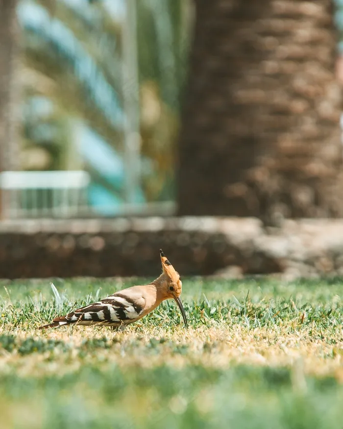 马岛戴胜小鸟图片
