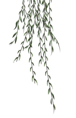 春天绿色春季水墨柳树柳条柳叶春季海报设计PNG免扣素材