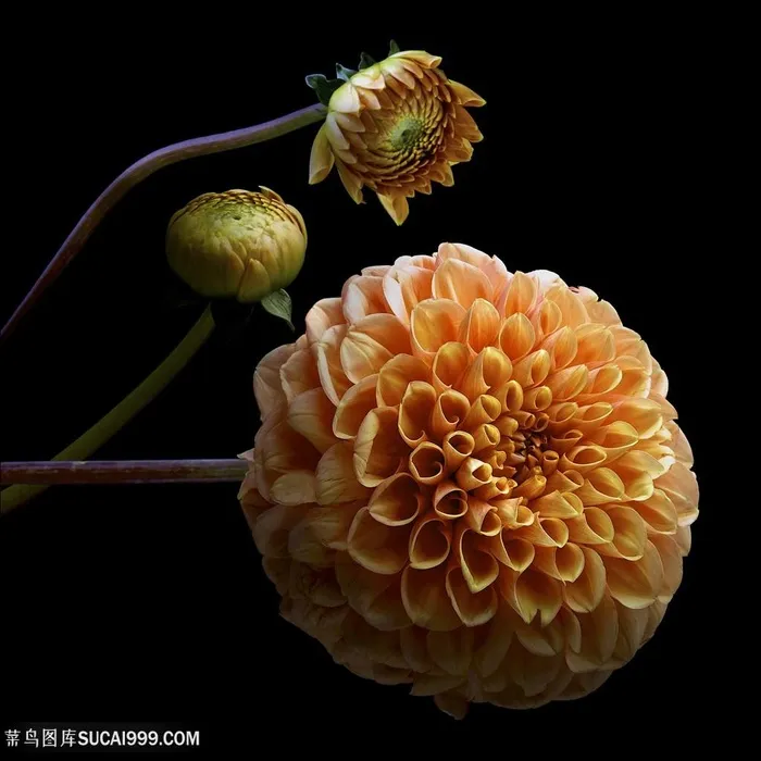超高清大丽花鲜花图片
