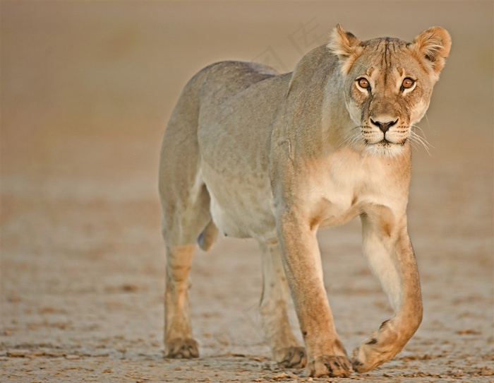 唯美野生动物散步的狮子图片