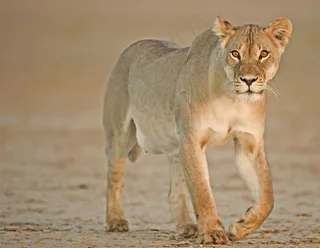 唯美野生动物散步的狮子图片